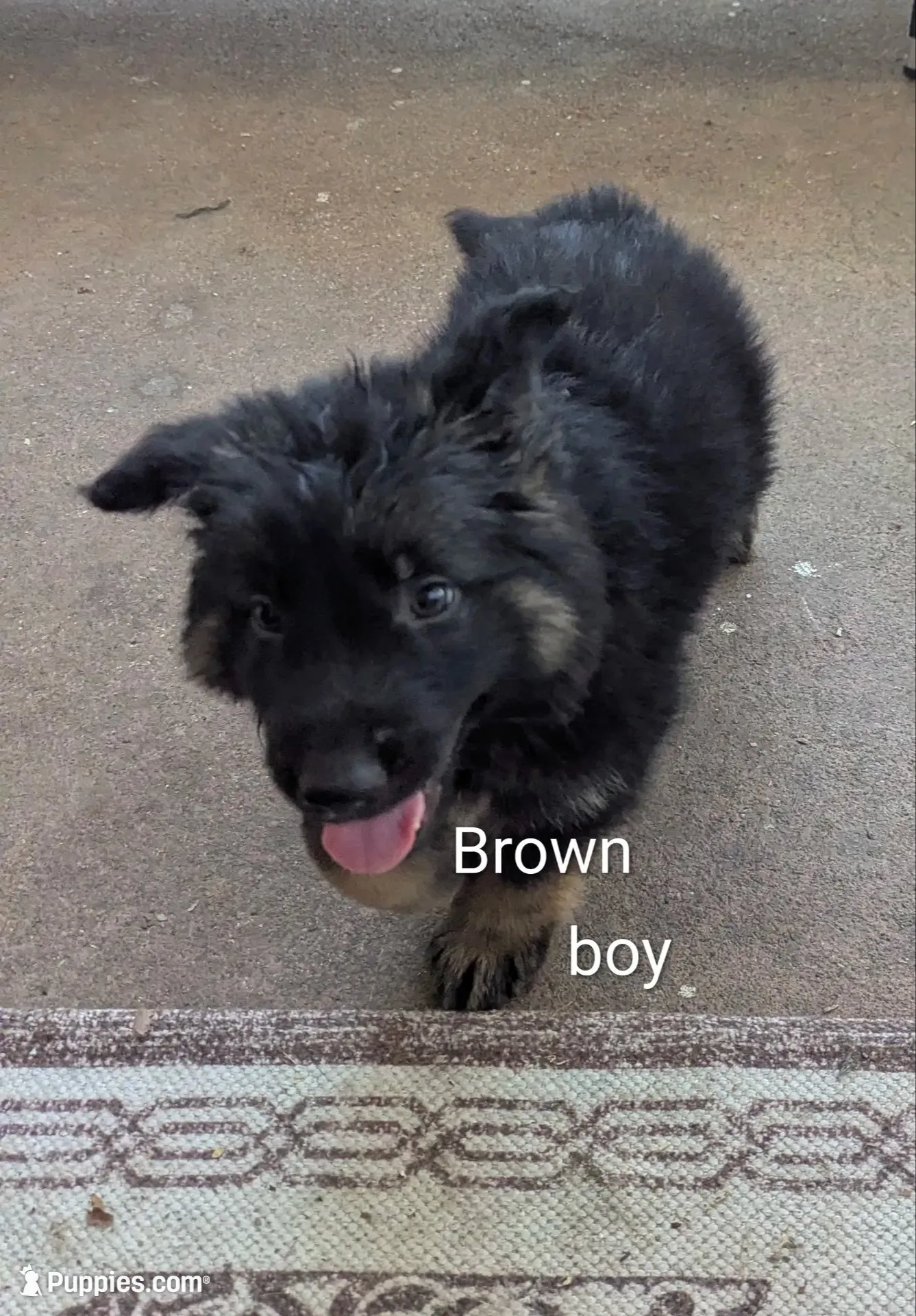 Long Haired German Shepherds, a male German Shepherd Dog for sale in Troy, NY – 7 of 8