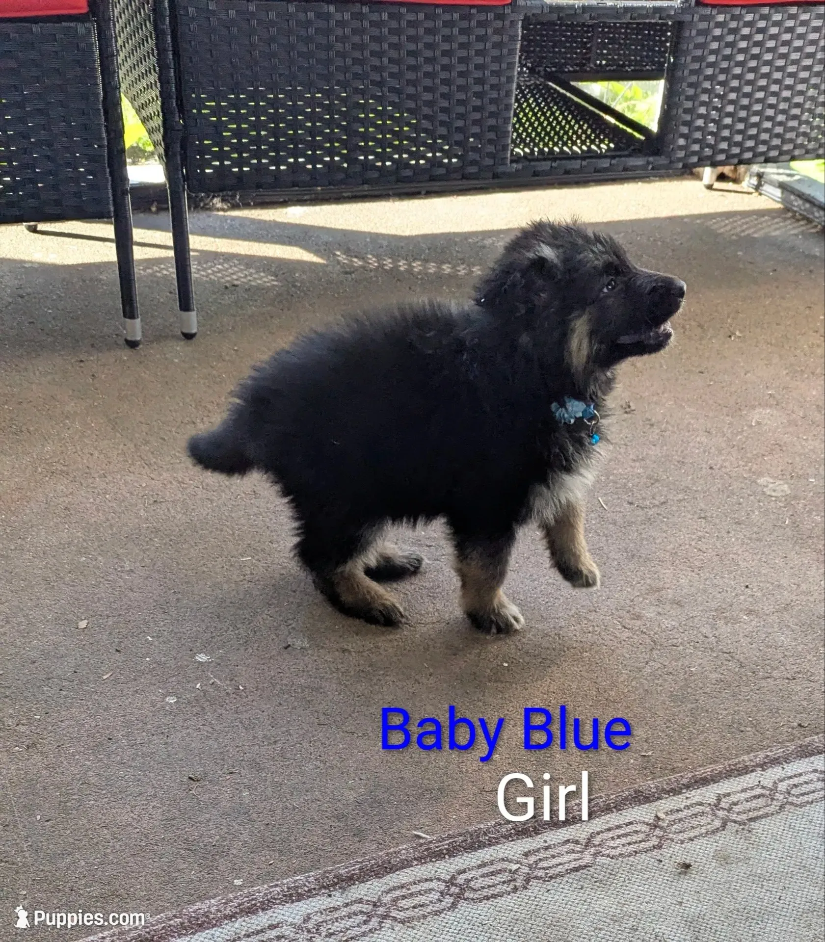 Long Haired German Shepherds, a male German Shepherd Dog for sale in Troy, NY – 8 of 8