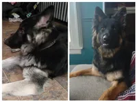 Long Haired German Shepherds, a male German Shepherd Dog for sale in Troy, NY – 2 of 8