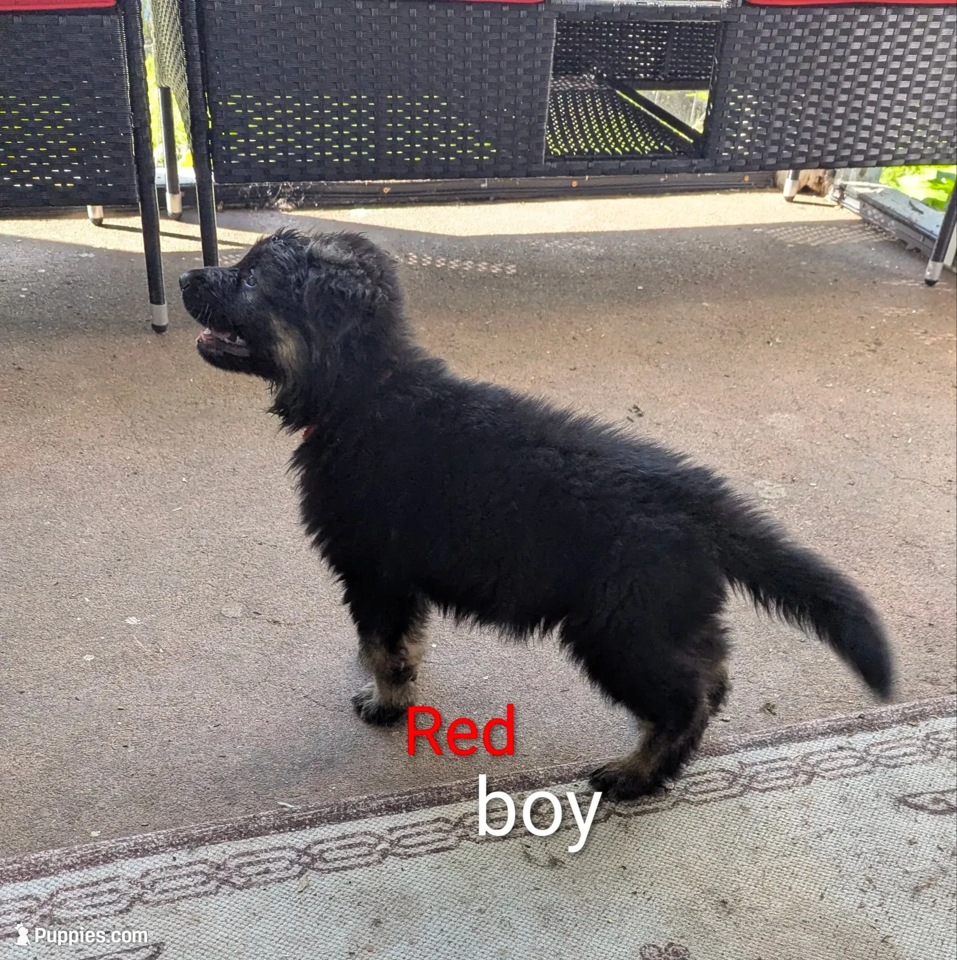 Long Haired German Shepherds, a male German Shepherd Dog for sale in Troy, NY – 6 of 8