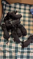 Long Haired German Shepherds, a male German Shepherd Dog for sale in Troy, NY – 3 of 8