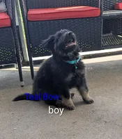 Long Haired German Shepherds, a male German Shepherd Dog for sale in Troy, NY – 5 of 8