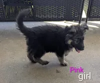 Long Haired German Shepherds, a male German Shepherd Dog for sale in Troy, NY – 4 of 8