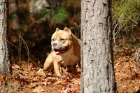 Gemma, a female American Bully for sale in Grayson, KY – 6 of 10