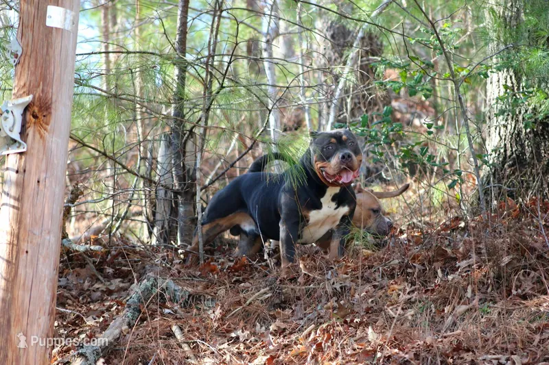 Boone, a male American Bully for sale in Grayson, KY – Photo 1 of 1