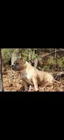 Gemma, a female American Bully for sale in Grayson, KY – 9 of 10