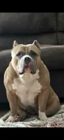 Gemma, a female American Bully for sale in Grayson, KY – 10 of 10