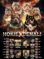 Boone, a male American Bully for sale in Grayson, KY – Photo 2 of 7