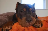 Boone, a male American Bully for sale in Grayson, KY – Photo 3 of 7