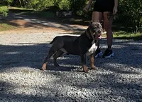 Boone, a male American Bully for sale in Grayson, KY – Photo 4 of 7