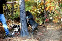 Boone, a male American Bully for sale in Grayson, KY – Photo 1 of 7