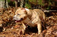 Gemma, a female American Bully for sale in Grayson, KY – 3 of 10