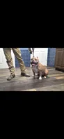 Gemma, a female American Bully for sale in Grayson, KY – 8 of 10