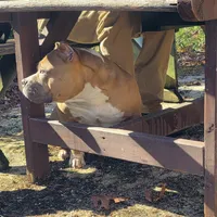 Gemma, a female American Bully for sale in Grayson, KY – Photo 6 of 7