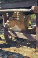 Gemma, a female American Bully for sale in Grayson, KY – Photo 6 of 7
