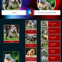 Gemma, a female American Bully for sale in Grayson, KY – Photo 7 of 7