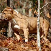Gemma, a female American Bully for sale in Grayson, KY – Photo 1 of 7