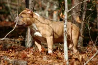 Gemma, a female American Bully for sale in Grayson, KY – Photo 1 of 7