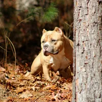 Gemma, a female American Bully for sale in Grayson, KY – Photo 3 of 7