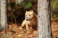 Gemma, a female American Bully for sale in Grayson, KY – Photo 3 of 7
