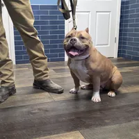 Gemma, a female American Bully for sale in Grayson, KY – Photo 4 of 7