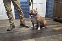 Gemma, a female American Bully for sale in Grayson, KY – Photo 4 of 7