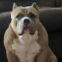 Gemma, a female American Bully for sale in Grayson, KY – Photo 5 of 7