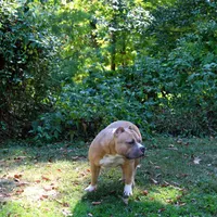 Gemma, a female American Bully for sale in Grayson, KY – Photo 2 of 7