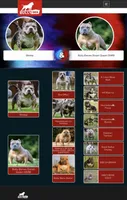 Gemma, a female American Bully for sale in Grayson, KY – 7 of 10