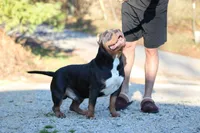 Boone, a male American Bully for sale in Grayson, KY – Photo 3 of 4