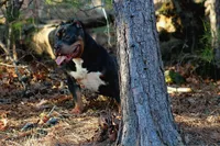 Boone, a male American Bully for sale in Grayson, KY – Photo 1 of 4