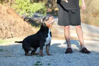 Boone, a male American Bully for sale in Grayson, KY – Photo 2 of 4