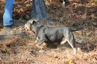 Boone, a male American Bully for sale in Grayson, KY – Photo 5 of 7