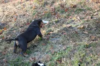 Boone, a male American Bully for sale in Grayson, KY – Photo 6 of 7