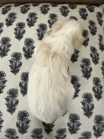 Macy, a female Miniature Schnauzer for sale in Owatonna, MN – Photo 4 of 6