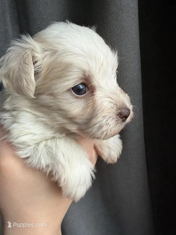 Macy – Miniature Schnauzer puppy for sale in Owatonna, MN