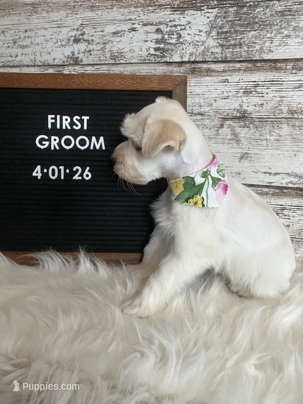 Olive – Miniature Schnauzer puppy for sale in Owatonna, MN