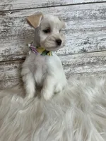 Olive, a female Miniature Schnauzer for sale in Owatonna, MN – Photo 2 of 2