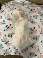 Macy, a female Miniature Schnauzer for sale in Owatonna, MN – Photo 3 of 6