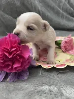 Macy, a female Miniature Schnauzer for sale in Owatonna, MN – Photo 5 of 6