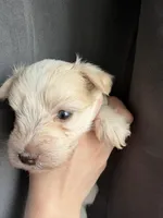 Macy, a female Miniature Schnauzer for sale in Owatonna, MN – Photo 2 of 6