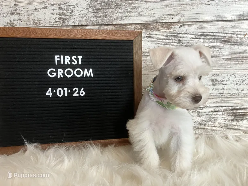 Macy – Miniature Schnauzer puppy for sale in Owatonna, MN