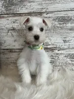 Macy, a female Miniature Schnauzer for sale in Owatonna, MN – Photo 2 of 2