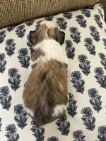 Judy, a female Miniature Schnauzer for sale in Owatonna, MN – Photo 2 of 5