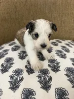 Judy, a female Miniature Schnauzer for sale in Owatonna, MN – Photo 1 of 5