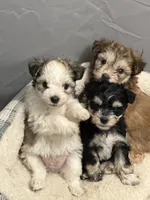 Judy, a female Miniature Schnauzer for sale in Owatonna, MN – Photo 3 of 5