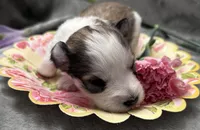 Judy, a female Miniature Schnauzer for sale in Owatonna, MN – Photo 4 of 5