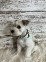 Judy, a female Miniature Schnauzer for sale in Owatonna, MN – Photo 2 of 2