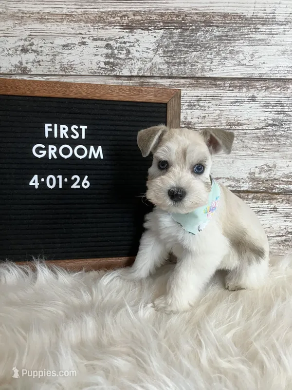Judy – Miniature Schnauzer puppy for sale in Owatonna, MN