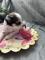 Judy, a female Miniature Schnauzer for sale in Owatonna, MN – Photo 5 of 5